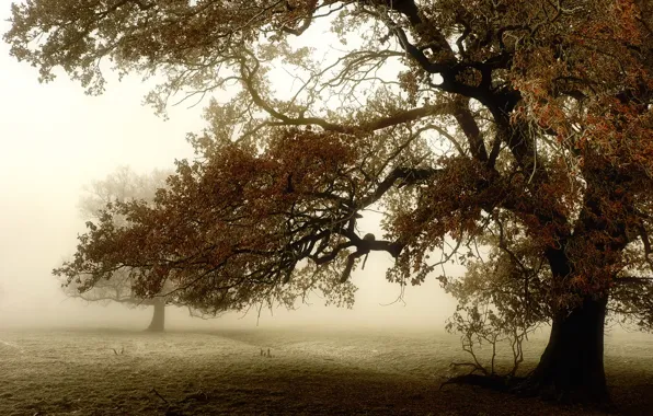 Поле, туман, дерево
