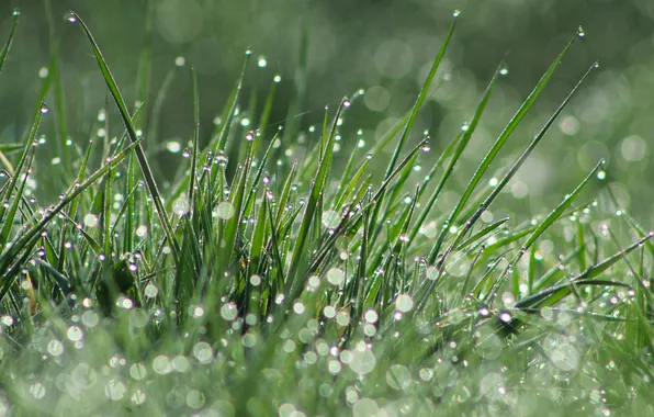 Grass, water, dew, meadow, dropd