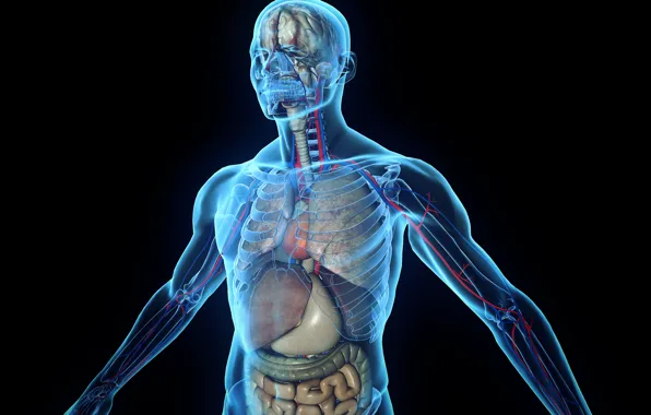 Картинка skeleton, human body, organs, tissues