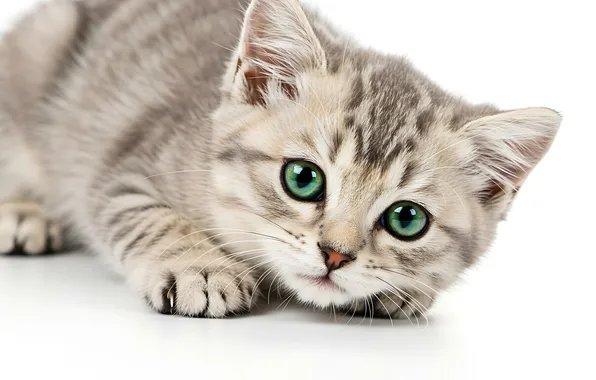 Кошка, взгляд, поза, котенок, серый, лапки, малыш, белый фон