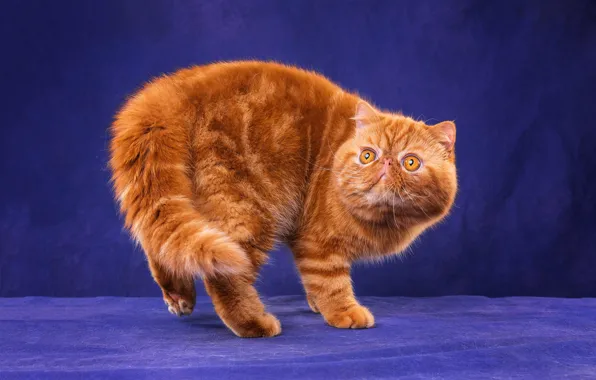 Кошка, кот, взгляд, морда, поза, котенок, спина, лапки