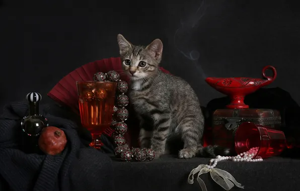 Кошка, взгляд, украшения, поза, темный фон, котенок, серый, дым