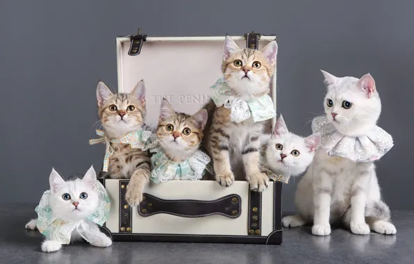 Кошки, котенок, котята, чемодан, компания, мама, много, британские