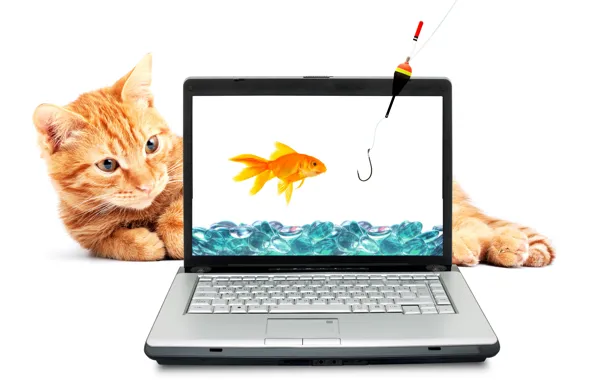 Картинка кот, вода, рыжий, золотая рыбка, ноутбук, удочка, крючок