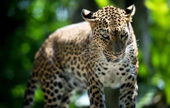 Зверь, Leopard, Singapore Zoo