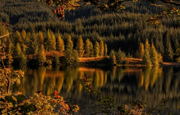 Картинка осень, лес, озеро, Шотландия, Scotland, Loch Drunkie, Trossachs, Achray Forest