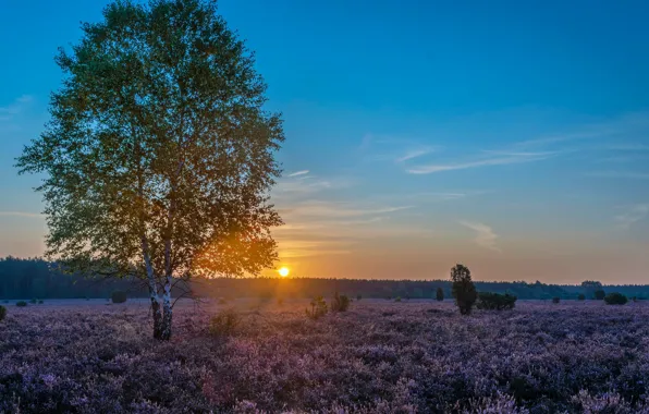 Картинка закат, дерево, Германия, берёза, Germany, вереск, Нижняя Саксония, Lower Saxony