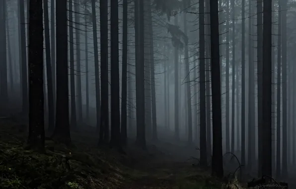 Лес, деревья, природа, туман, Rita Eberle-Wessner