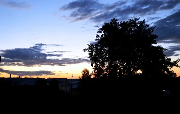 Закат, Природа, Дерево