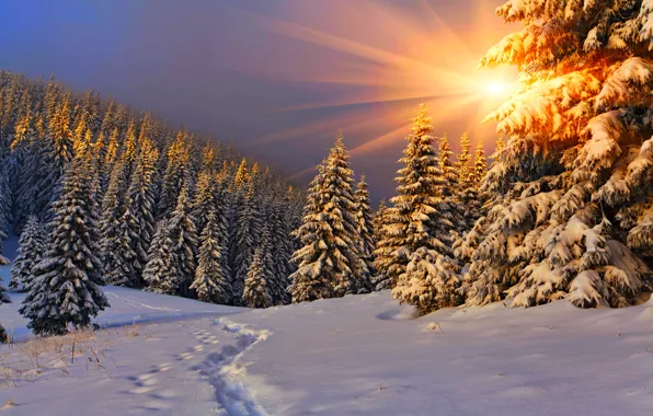 Зима, небо, снег, пейзаж, природа, white, forest, road