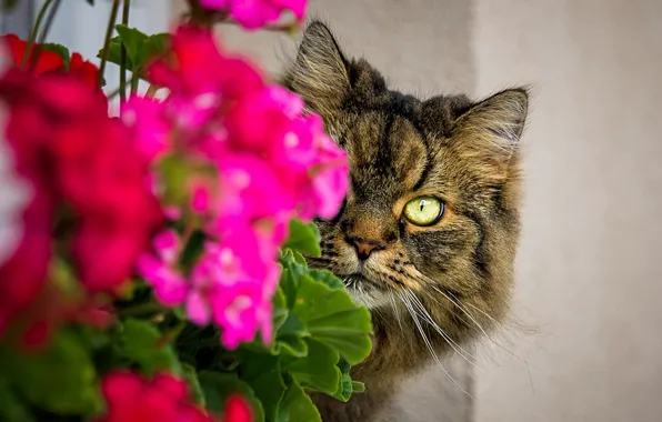 Кошка, кот, взгляд, морда, цветы, глаз, серый, стена