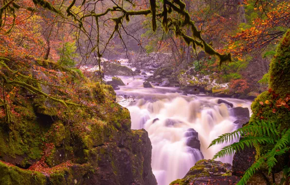Картинка осень, ветки, река, камни, водопад, мох, Шотландия, каскад