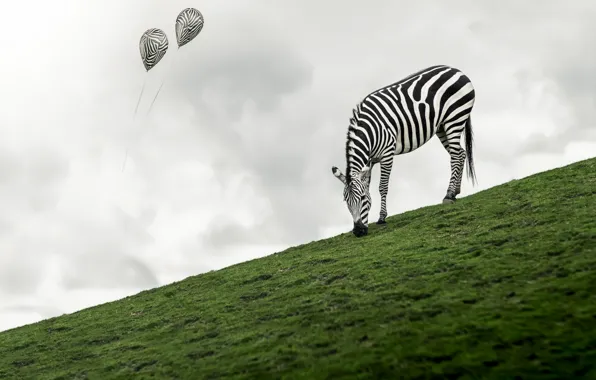Картинка природа, шары, зебра