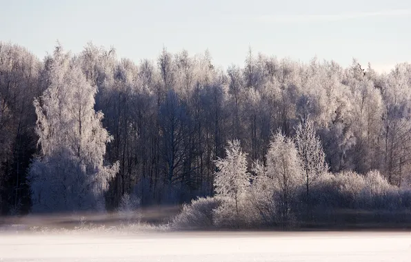 Картинка зима, иней, лес, свет, снег, утро