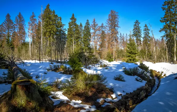 Картинка зима, лес, Германия