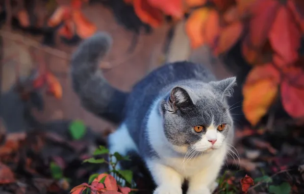 Осень, кошка, кот, взгляд, листья, природа, поза, серый