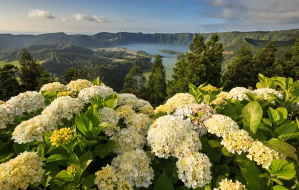 Картинка цветы, горы, Португалия, Portugal, гортензии, Азорские острова, Понта-Делгада, Ponta Delgada