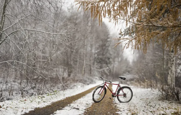 Картинка осень, лес, снег, велосипед