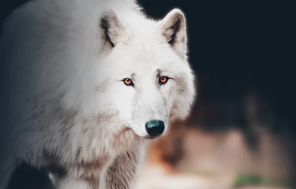 Nature, face, animal, wolf, wildlife, head, fur, mammal