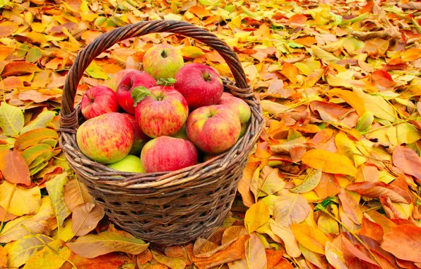 Картинка осень, листья, корзина, яблоки, желтые