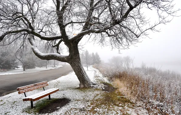 Картинка зима, дорога, снег, деревья, туман, скамья