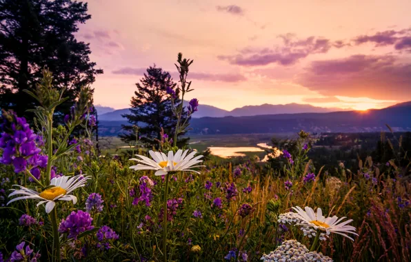 Ромашки, Канада, полевые цветы, люпин, Британская Колумбия, закат в Kootenays, Kootenay National Park
