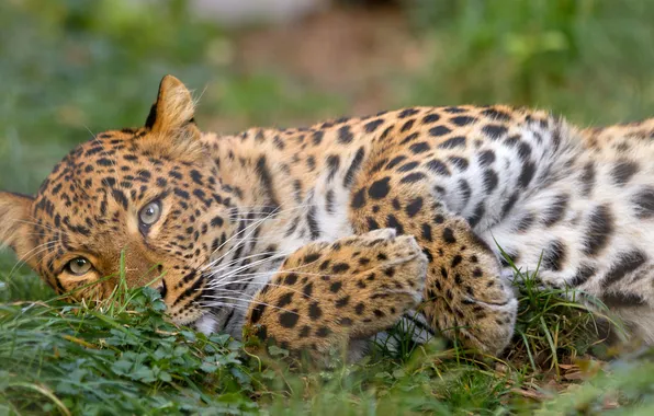 Картинка кошка, трава, отдых, леопард, амурский
