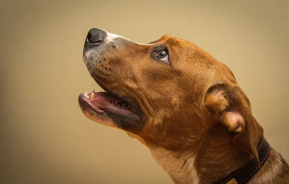 Собака, dog, looking, looking up, глядя вверх, глядя, brown dog, коричневая собака