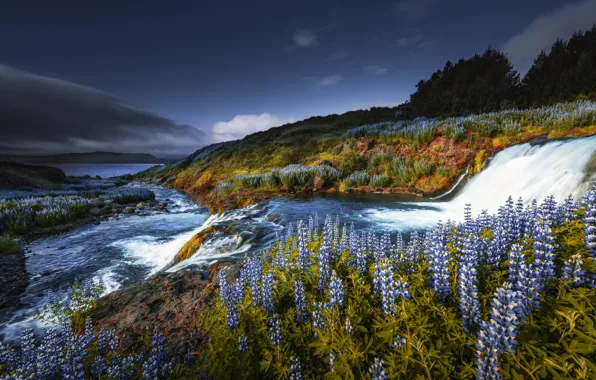 Картинка цветы, водопад, каскад, Исландия, люпины