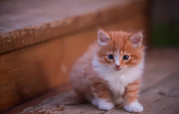 Картинка кошка, взгляд, поза, котенок, фон, доски, пушистый, рыжий