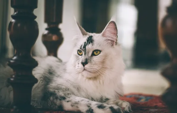 Кошка, белый, кот, взгляд, морда, фон, комната, мебель