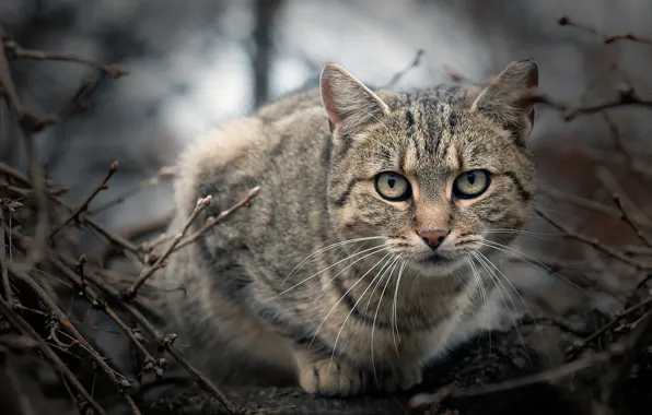 Картинка кот, взгляд, ветки, серый, мордочка, боке