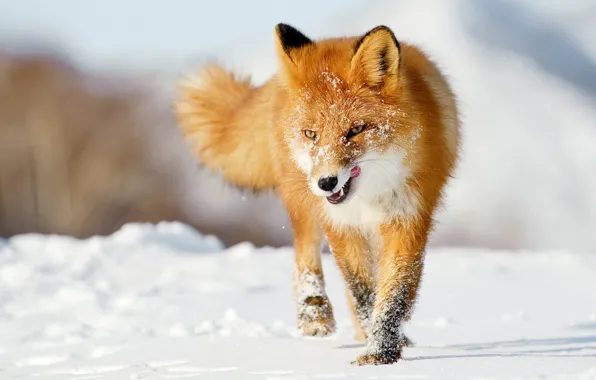 Зима, язык, снег, лиса, рыжая, лисица