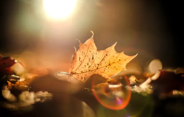 Осень, листья, солнце, макро, блики, фон, widescreen, обои