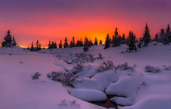 Картинка зима, снег, деревья, закат, природа, вечер