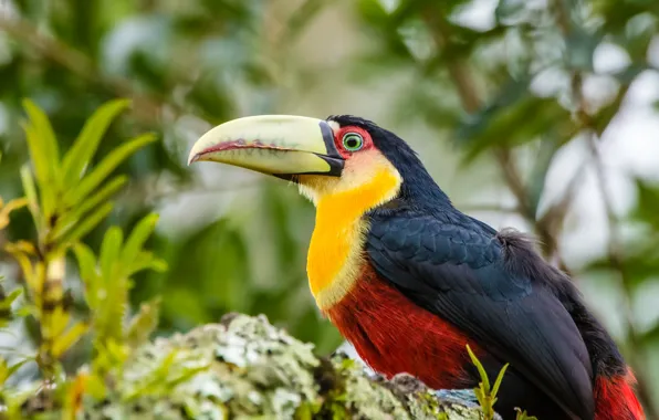 Картинка листья, птица, тукан, боке, яркое оперение
