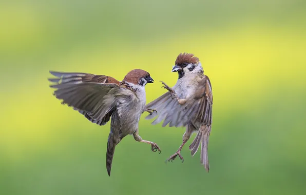 Наталья, воробьи, sparrows