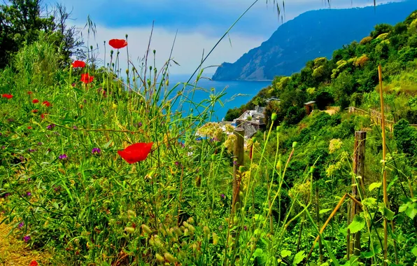 Трава, пейзаж, цветы, природа, Италия, Cinque Terre