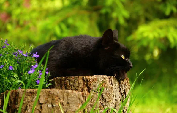 Картинка кот, цветы, пень, чёрный кот