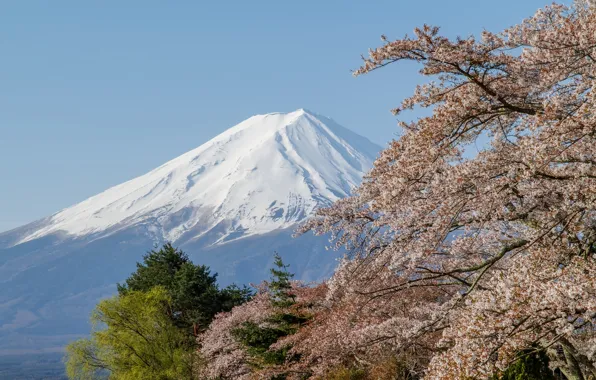 Картинка вулкан, сакура, Гора Фудзияма