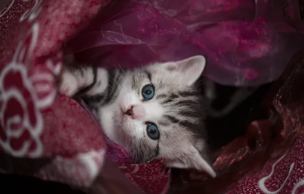 Кошка, взгляд, поза, котенок, лапки, малыш, ткань, мордашка