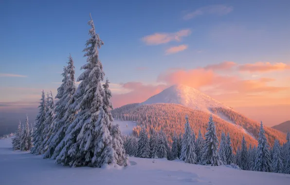 Природа, Зима, Деревья, Снег