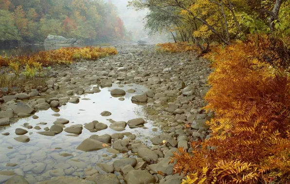 Осень, лес, деревья, река, камни