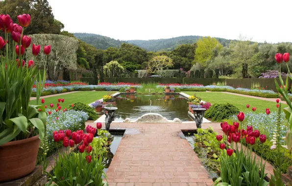 Картинка природа, дизайн, пруд, фото, ландшафт, сад, Калифорния, тюльпаны