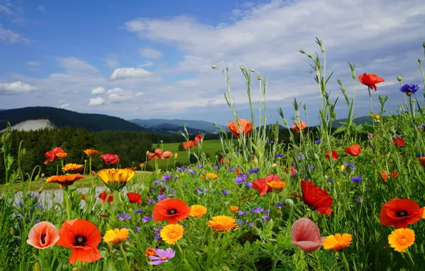 Картинка цветы, природа, маки
