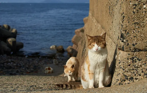 Картинка берег, коты, бездомные