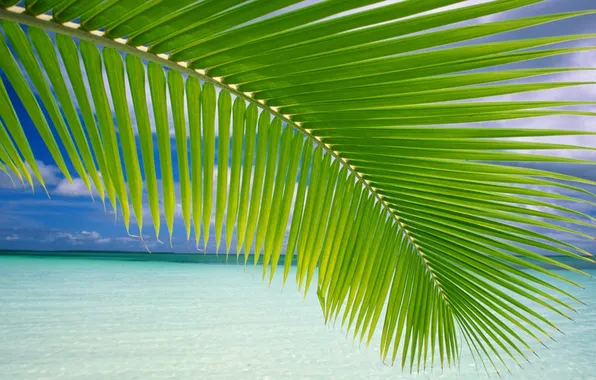 Sea, water, Palm tree leaves
