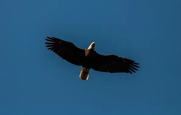 Картинка птица, полёт, Белоголовый Орлан, Bald Eagle
