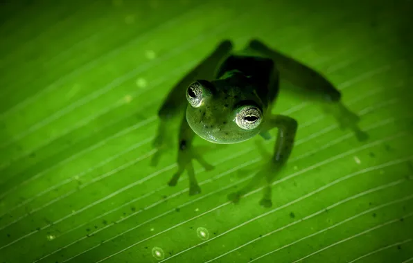 Природа, Коста-Рика, земноводное, лягушка-привидение