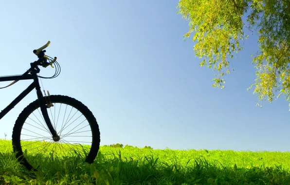 Картинка зелень, небо, трава, листья, велосипед, фон, дерево, widescreen